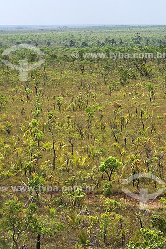  Assunto: Vegetação formada por arbustos no cerrado brasileiro denominado campo sujo -  / Local: Parque Nacional das Emas - Goiás (GO) - Brasil  / Data: 07/09/2007 