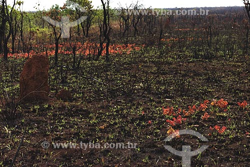  Assunto: Cerrado queimado em recuperação no Parque Nacional das Emas  / Local: Goiás (GO) - Brasil  / Data: 07/09/2007 
