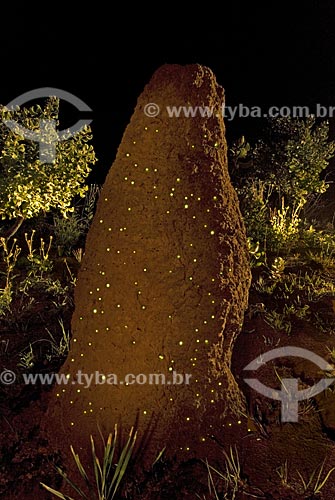  Cupinzeiro com bioluminescência - larvas do vaga-lume Pyrearinus termitilluminans - em noites úmidas, mornas, sem vento e sem lua, as larvas aparecem do lado de fora dos túneis, 