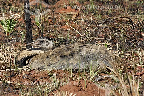  Assunto: Ema fêmea (Rhea americana) pondo ovos em ninho localizado numa área queimada em recuperação no interior do Parque Nacional das Emas  / Local: Goiás (GO) - Brasil  / Data: 31/08/2006 