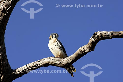  Assunto: Falcão americano quiriquiri (Falco sparverius)  / Local: Mato Grosso do Sul (MS) - Brasil  / Data: 15/08/2006 