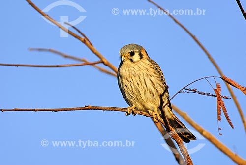  Assunto: Falcão americano ou quiriquiri (Falco sparverius) no Parque Nacional das Emas  / Local: Mato Grosso do Sul (MS) - Brasil  / Data: 22/06/2006 