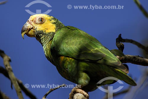  Assunto: Papagaio galego (Amazona xanthops) no Parque Nacional das Emas  / Local: Goiás (GO) - Brasil  / Data: 29/10/2005 