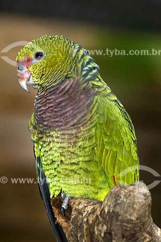  Assunto: Papagaio-de-peito-roxo (Amazona vinacea) é uma espécie que ocorre do Sul da Bahia ao Rio Grande do Sul - grande perigo de extinção  / Local: Brasil  / Data: 07/06/2009 