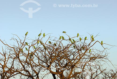  Assunto: Papagaios Verdadeiros (Amazona aestiva) reunidos em árvore no final de tarde no Parque Nacional das Emas  / Local: Goiás (GO) - Brasil  / Data: 09/08/2006 