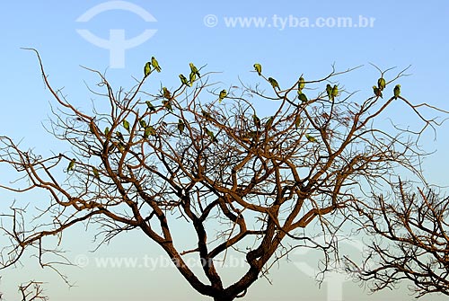  Assunto: Papagaios Verdadeiros (Amazona aestiva) reunidos em árvore no final de tarde no Parque Nacional das Emas  / Local: Goiás (GO) - Brasil  / Data: 10/08/2006 