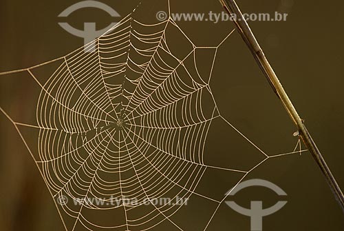  Assunto: Teia de aranha  / Local: Parque Nacional das Emas - Goiás (GO) Brasil  / Data: 17/09/2007 