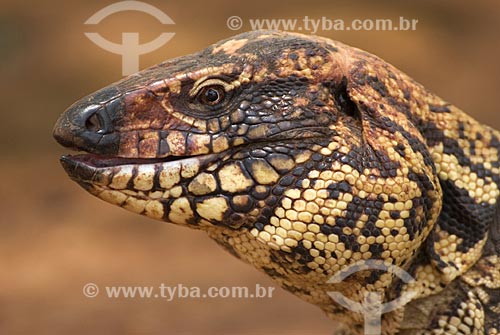  Assunto: Teiú lagarto também conhecido como Tiú (Tupinambis merianae) no Parque Nacional das Emas  / Local: Goiás (GO) - Brasil  / Data: 11/09/2007 