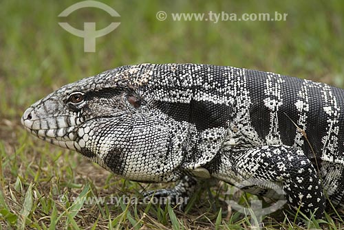  Assunto: Teiú lagarto também conhecido como Tiú (Tupinambis merianae) no Parque Nacional das Emas  / Local: Goiás (GO) - Brasil  / Data: 11/09/2007 