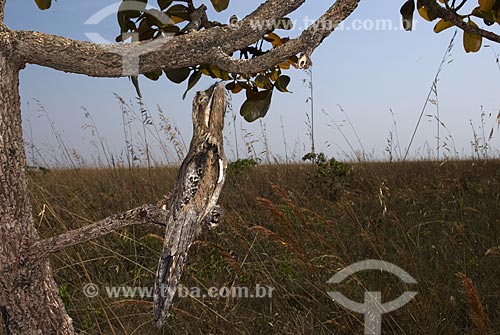  Assunto: Mãe-da-lua ou  Urutau (Nyctibius griseus) no Parque Nacional das Emas  / Local: Goiás (GO) Brasil  / Data: 11/09/2007 