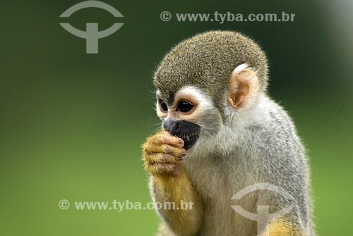  Assunto: Macaco de Cheiro (Saimiri sciureus) na Floresta amazônica  / Local:  Amazonas (AM) - Brasil  / Data: 23/10/2007 