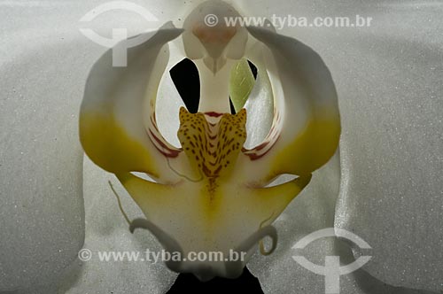  Assunto: Orquídea (Phalaenopsis) no orquidário do Jardim Botânico  / Local:  Rio de Janeiro - RJ - Brasil  / Data: 28/10/2008 