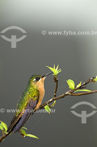  Assunto: Beija-flor-de-garganta-rubi ou Beija-flor-rubi fêmea (Clytolaema rubricauda) no Parque Nacional do Itatiaia  / Local:  Itatiaia - RJ - Brasil  / Data: 14/12/2008 