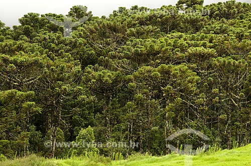  Assunto: Floresta de Araucárias no Parque Nacional de Itatiaia  / Local:  Itatiaia - RJ - Brasil  / Data: 25/01/2009 