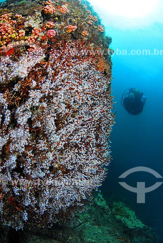  Assunto: Corais e mergulhador em Angra dos Reis, RJ / Local: Baía da Ilha Grande - Angra dos Reis - Rio de Janeiro (RJ) - Brasil / Data: 04/06/2010 