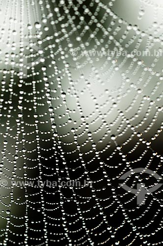  Assunto: Teia de aranha no Parque Nacional do Itatiaia  / Local:  Itatiaia - Rio de Janeiro - RJ - Brasil  / Data: 01/2009 
