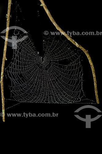  Assunto: Teia de aranha no Parque Nacional do Itatiaia  / Local:  Itatiaia - Rio de Janeiro - RJ - Brasil  / Data: 01/2009 