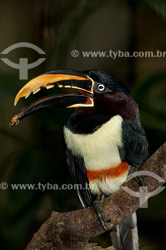  Assunto: Araçari-castanho (Pteroglossus castanotis) no Parque das Aves  / Local:  Foz do Iguaçu - Paraná - PR - Brasil  / Data: 06/2009 