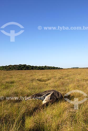  Assunto: Tamanduá Bandeira (Myrmecophaga tridactyla) no Cerrado - Campo úmido  / Local:  Município de Costa Rica - Mato Grosso do Sul - Brasil  / Data: 06/2006 