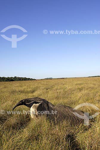  Assunto: Tamanduá Bandeira (Myrmecophaga tridactyla) no Cerrado - Campo úmido  / Local:  Município de Costa Rica - Mato Grosso do Sul - Brasil  / Data: 06/2006 