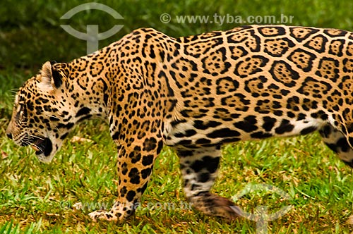  Assunto: Onça Pintada (Panthera onca) no Refúgio Biológico Bela Vista / Local: Foz do Iguaçu - Paraná (PR) - Brasil  / Data: 06/2009 