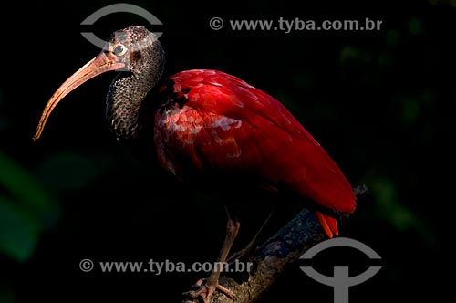  Assunto: Guará tabém conhecido como Ibis-escarlate, Guará-vermelho, Guará-rubro ou Guará-pitanga (Eudocimus ruber) no Parque das Aves  / Local:  Foz do Iguaçu - Paraná - PR - Brasil  / Data: 06/2009 