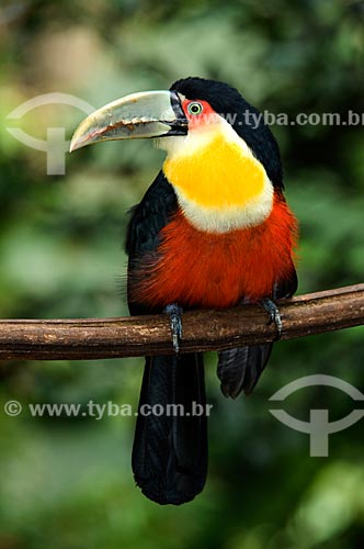 Assunto: Tucano-do-bico-verde (Ramphastos dicolorus) no Parque das Aves  / Local:  Foz do Iguaçu - Paraná - PR - Brasil  / Data: 06/2009 