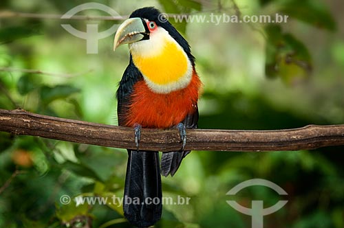  Assunto: Tucano-do-bico-verde (Ramphastos dicolorus) no Parque das Aves  / Local:  Foz do Iguaçu - Paraná - PR - Brasil  / Data: 06/2009 