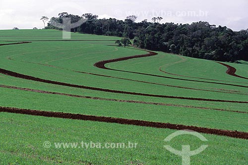  Assunto: Campos verdes com resquícios de floresta tropical ao fundo  / Local:  Rio Grande do Sul - RS - Brasil  / Data: 1996 