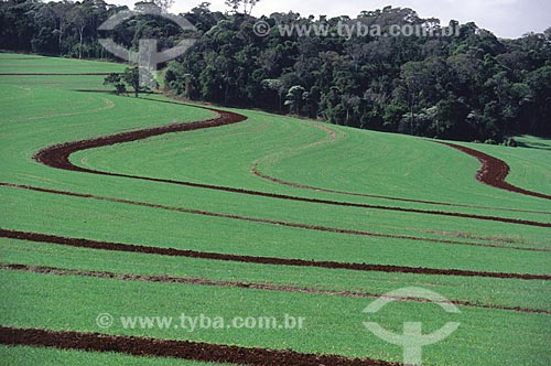  Assunto: Campos verdes com resquícios de floresta tropical ao fundo  / Local:  Rio Grande do Sul - RS - Brasil  / Data: 1996 