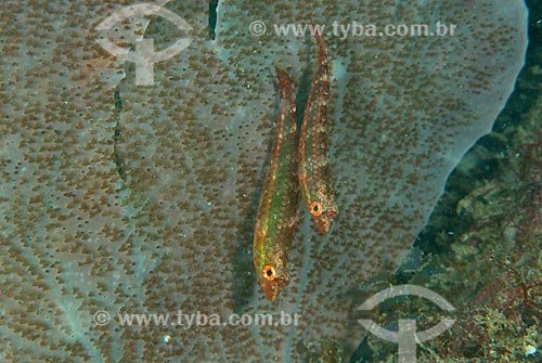  Assunto: peixes (Cryptotomus roseus) / Local: Ilha do Papagaio - Cabo Frio - Rio de Janeiro (RJ) - Brasil / Data: 13/12/2007 