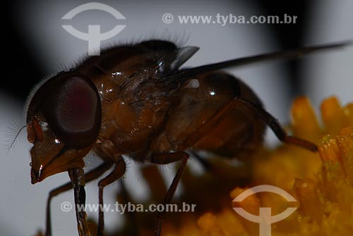  Assunto: mosca (ordem diptera, sub-ordem Brachycera) / Local: São Pedro da Serra - Nova Friburgo (RJ) - Brasil / Data: 23/11/2006 