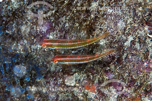  Assunto: peixes (Cryptotomus roseus) / Local: Ilha do Papagaio - Cabo Frio - Rio de Janeiro (RJ) - Brasil / Data: 13/12/2007 