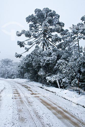 Assunto: Araucária (araucaria angustifolia) coberta de neve / Local: Urubici - Santa Catarina (SC) - Brasil / Data: 08/2010 