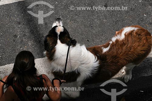  Assunto: Mulher passeando com cachorros da raça São Bernardo / Local: Copacabana - Rio de Janeiro - RJ - Brasil / Data: 01/2009 
