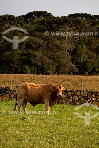  Assunto: Vaca da raça Montana  / Local:  Campos de Cima da Serra - Rio Grande do Sul  / Data: 09 /2010 