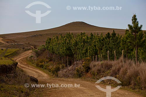  Assunto: Estrada de terra  / Local:  Campos de Cima da Serra - Rio Grande do Sul  / Data: 09 /2010 