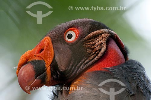  Urubu Rei - King Vulture (Sarcoramphus papa - Família Cathartidae), distribuição geográfica do México à Bolívia, norte da Argentina e Uruguai - Parque Botânico Vale - Floresta Nacional Carajás  - Parauapebas - Pará - Brasil