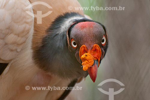  Urubu Rei - King Vulture (Sarcoramphus papa - Família Cathartidae), distribuição geográfica do México à Bolívia, norte da Argentina e Uruguai - Parque Botânico Vale - Floresta Nacional Carajás  - Parauapebas - Pará - Brasil