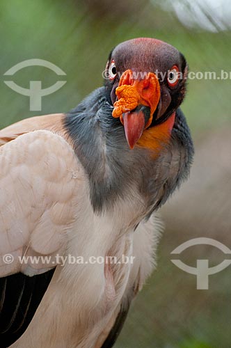  Urubu Rei - King Vulture (Sarcoramphus papa - Família Cathartidae), distribuição geográfica do México à Bolívia, norte da Argentina e Uruguai - Parque Botânico Vale - Floresta Nacional Carajás  - Parauapebas - Pará - Brasil