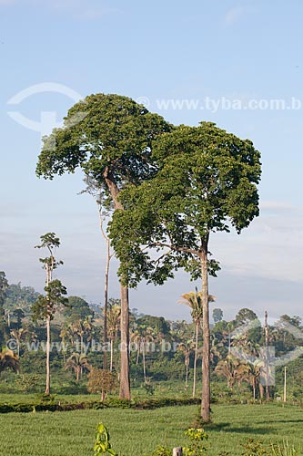  Assunto: Castanheiras e babaçus em paisagem típica da Área de Proteção Ambiental (APA) do Igarapé do Gelado  / Local:  próximo à cidade de Parauapebas - Pará  - Brasil  / Data: 30/10/2010 