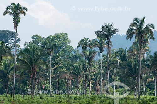  Assunto: Babaçus em paisagem típica da Área de Proteção Ambiental (APA) do Igarapé do Gelado  / Local:  próximo à cidade de Parauapebas - Pará  - Brasil  / Data: 30/10/2010 