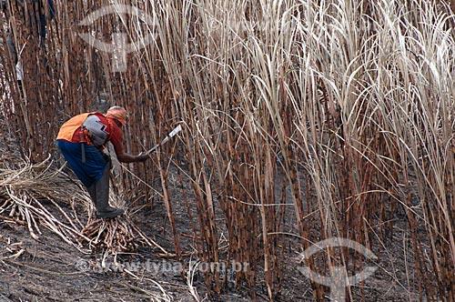  Assunto: Cortadores de cana de açúcar (bóia fria) em canavial às margens da AL 101  / Local:  próximo ao município de  Coruripe -  Alagoas - AL  / Data: 2011 