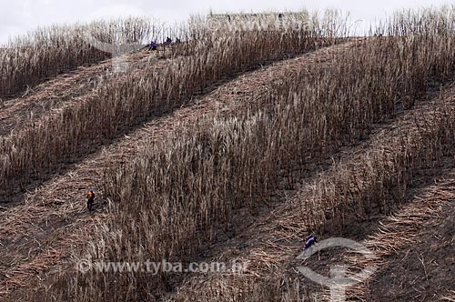  Assunto: Cortadores de cana de açúcar (bóia fria) em canavial às margens da AL 101  / Local:  próximo ao município de  Coruripe -  Alagoas - AL  / Data: 2011 