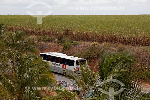  Assunto: Canavial às margens da AL 101  / Local:  próximo à  Praia do Gunga - Alagoas - AL  / Data: 2011 