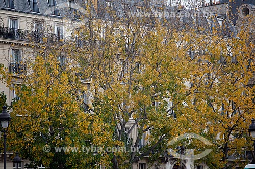  Assunto: Árvore em Paris - Outono  / Local:  Paris - França  / Data: 11/2010 