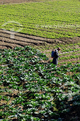  Assunto: Agricultor trabalhando em plantação de hortaliças na Região Serrana Fluminense - Estrada Teresópolis-Friburgo  / Local:  Teresópolis - Rio de Janeiro - RJ - Brasil  / Data: 08/2010  