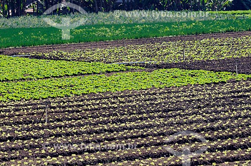  Assunto: Plantação de hortaliças na Região Serrana Fluminense - Estrada Teresópolis-Friburgo  / Local:  Teresópolis - Rio de Janeiro - RJ - Brasil  / Data: 08/2010  