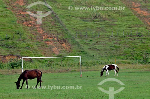  Assunto: Cavalos pastando em campo de futebol de grama natural  / Local:  Casimiro de Abreu - RJ - Brasil  / Data: 05/2010 