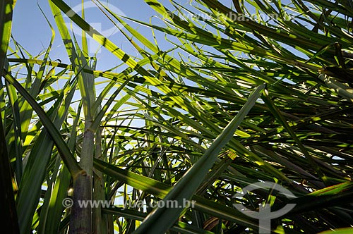  Assunto: Plantação de cana-de-açúcar  / Local:  Holambra - SP  / Data: 11/2009 